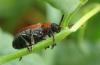 Emarhopa rufa